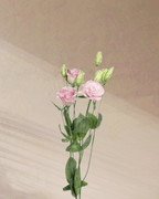 ‎Sugar Plum Dreams - tanella flowers 