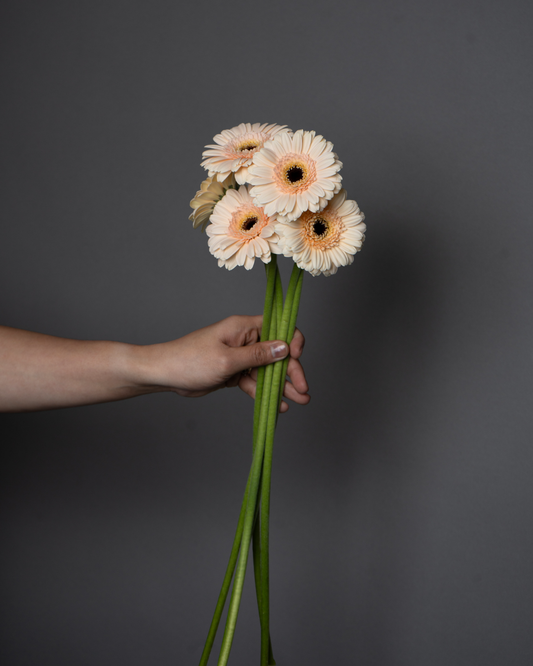 Gerbera Café Delmar - tanella flowers 