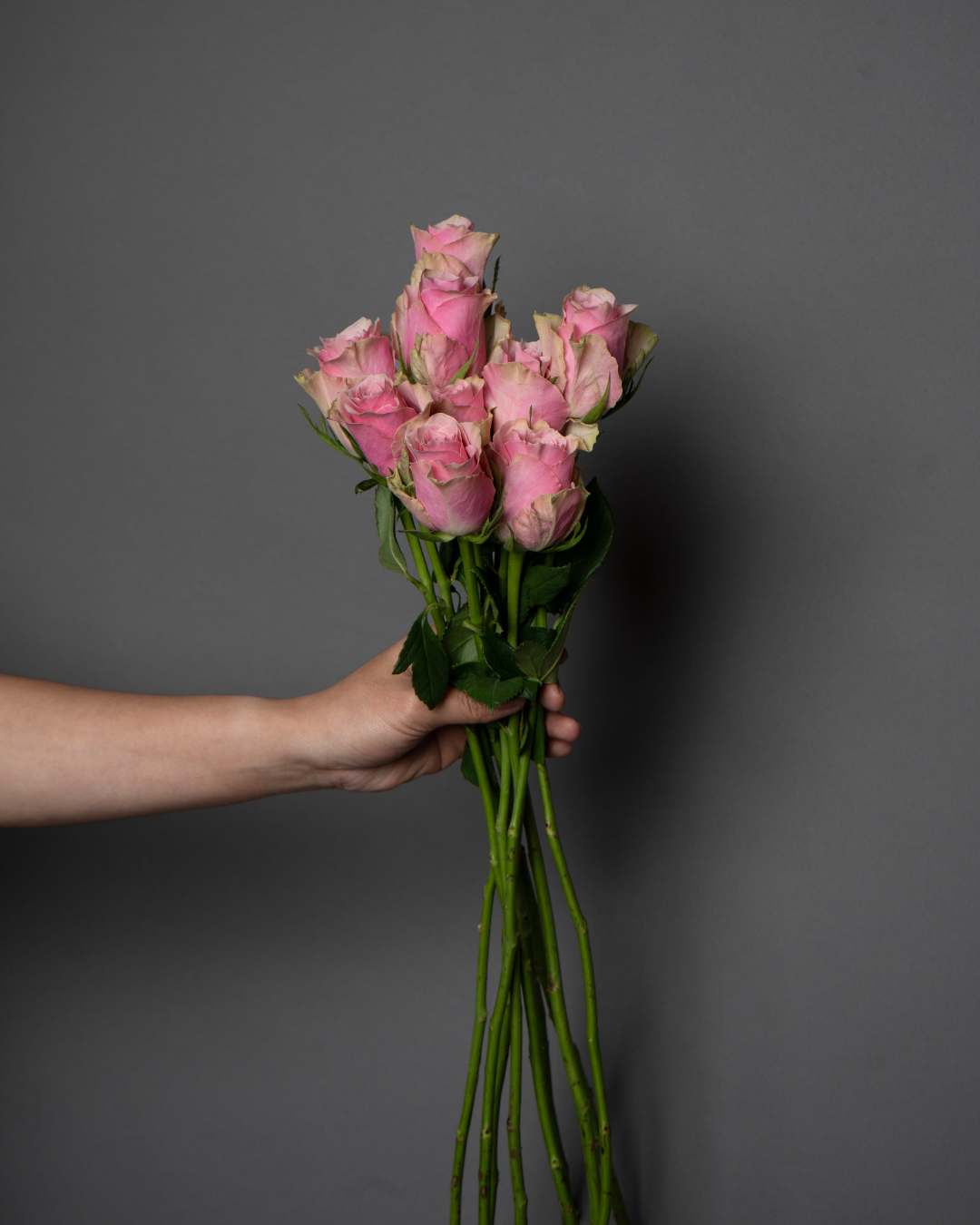 Rose Light Pink - tanella flowers 