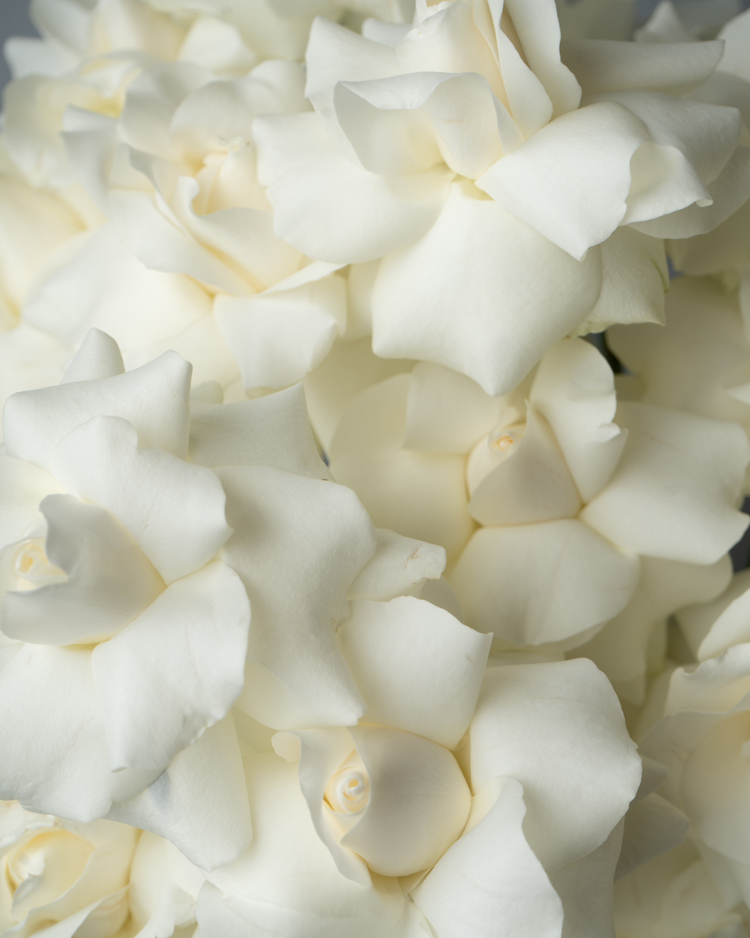 Sugar Rose - tanella flowers 
