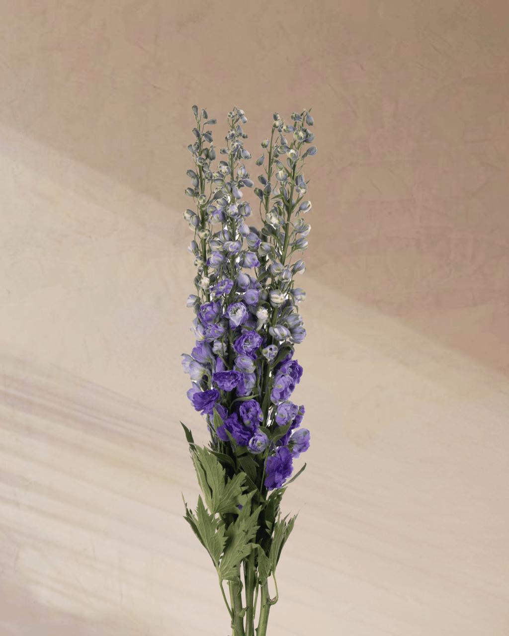 ‎Azure Whispers - tanella flowers 