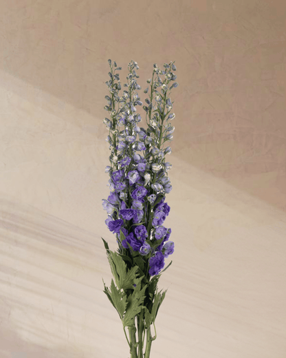 ‎Azure Whispers - tanella flowers 
