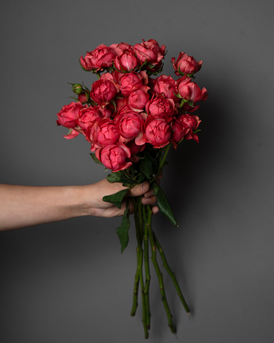 Spray Rose Julietta Raspberry - tanella flowers 