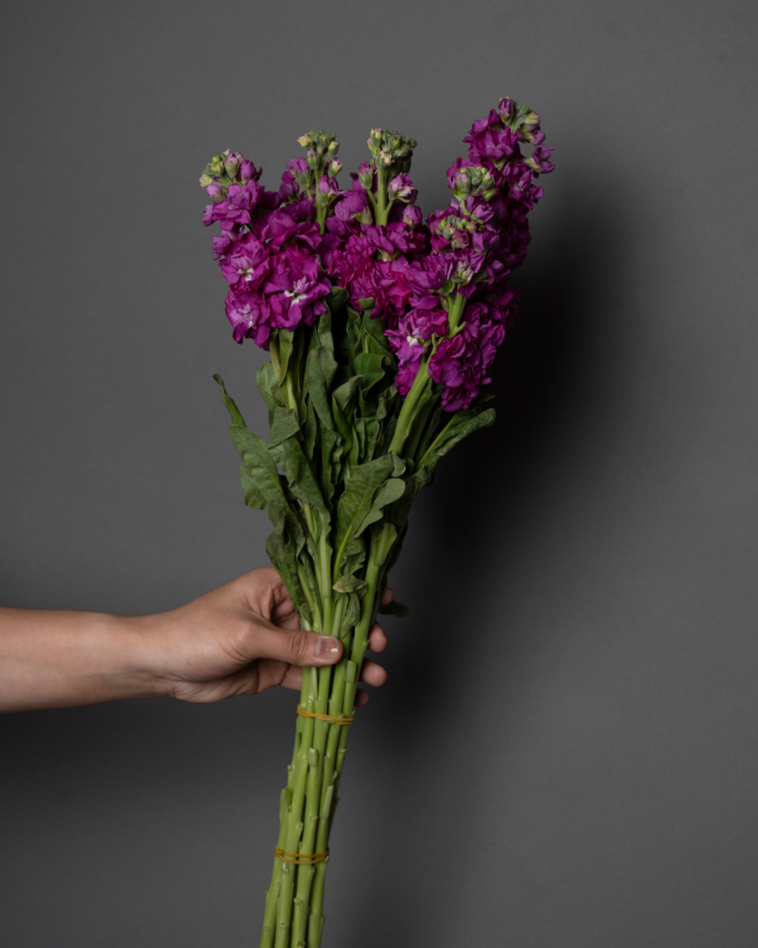 Matthiola Iron Purple - tanella flowers 