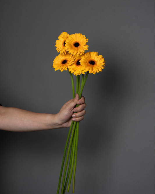 Germini Subamarine \ Del  Monte - tanella flowers 