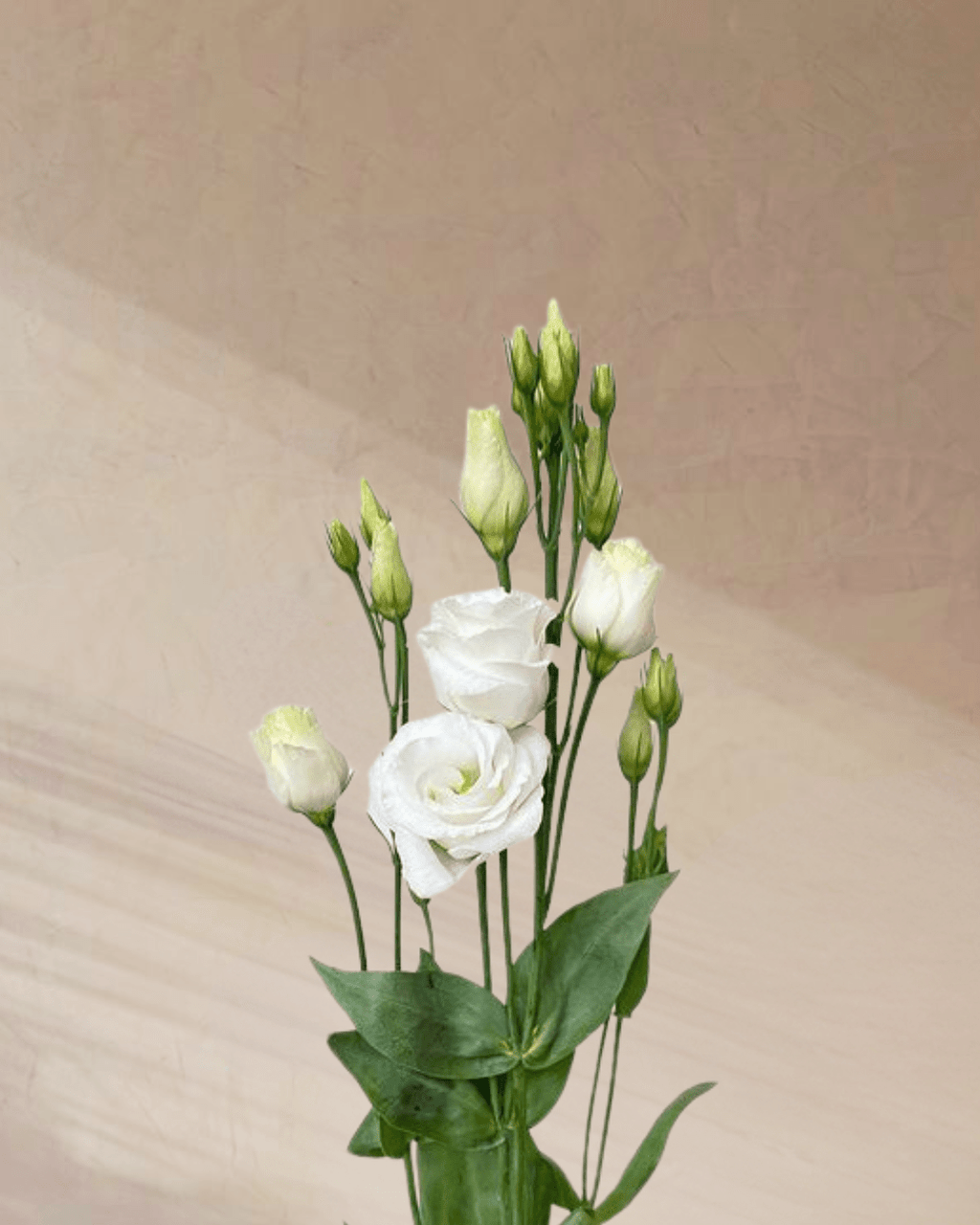 ‎Sugar Plum Dreams - tanella flowers 