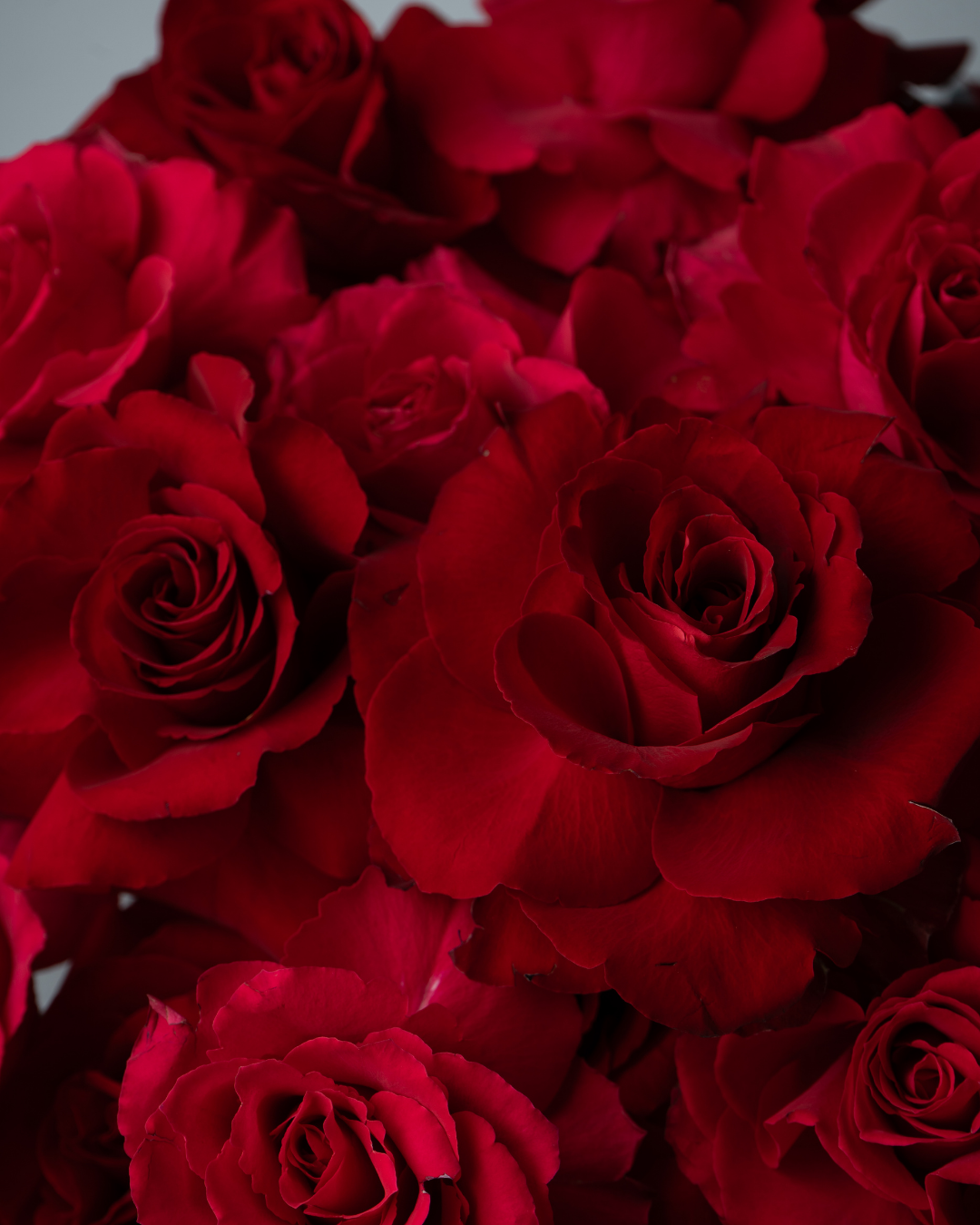 Cherie - tanella flowers 