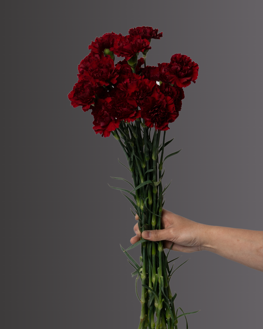 Carnation Zurigo Marroon - tanella flowers 