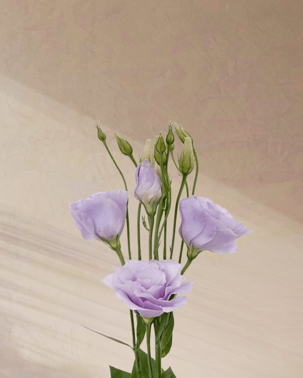 ‎Sugar Plum Dreams - tanella flowers 