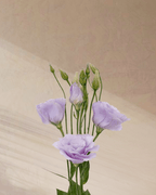 ‎Sugar Plum Dreams - tanella flowers 