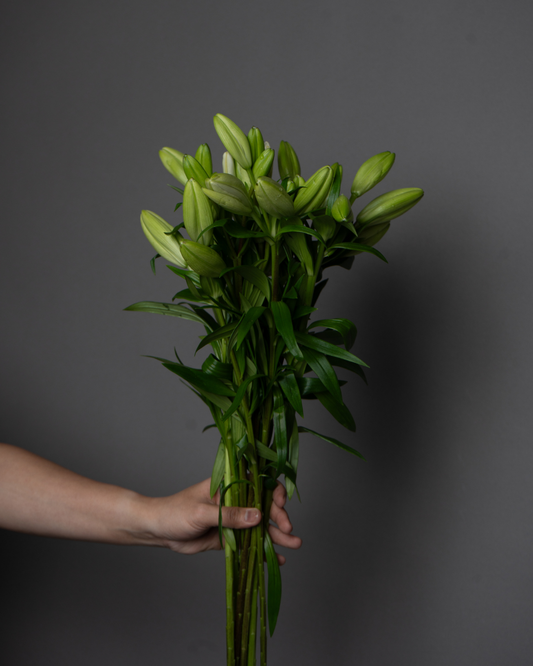 Lily Asiatic Santander - tanella flowers 