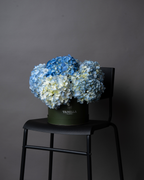 Blue Haze - tanella flowers 