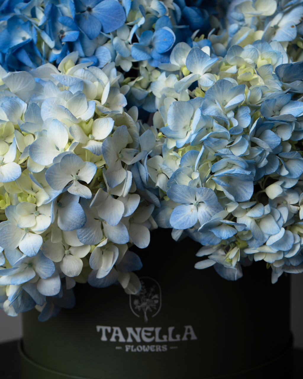 Blue Haze - tanella flowers 