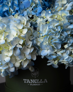 Blue Haze - tanella flowers 