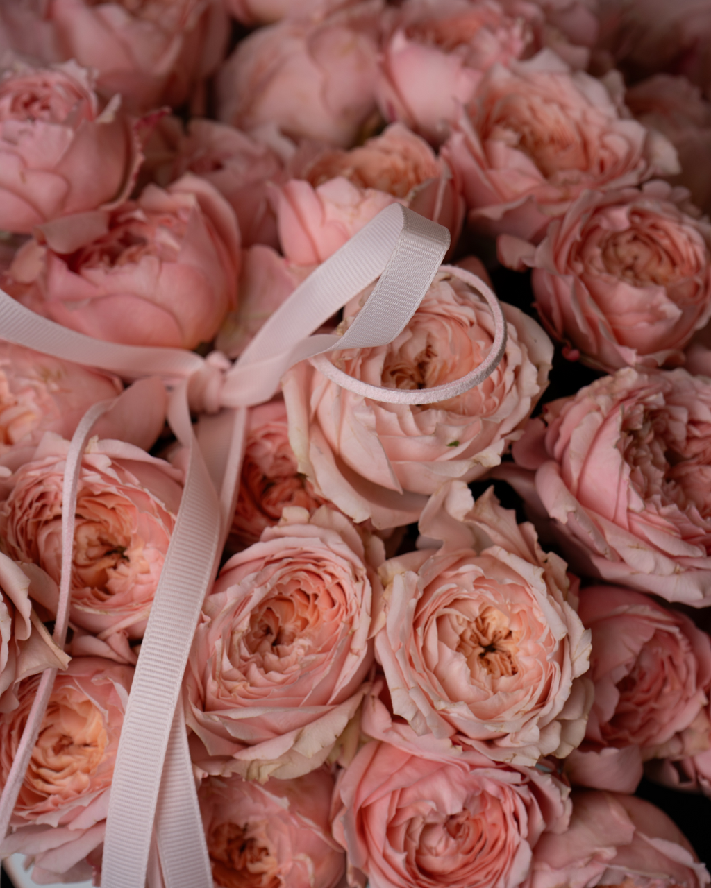 Sugarblush - tanella flowers 