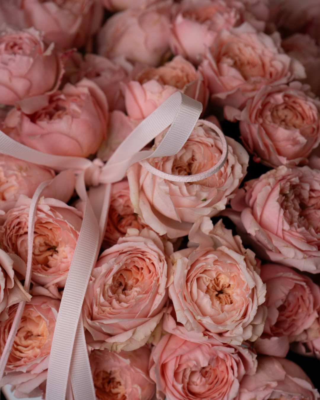 Sugarblush - tanella flowers 