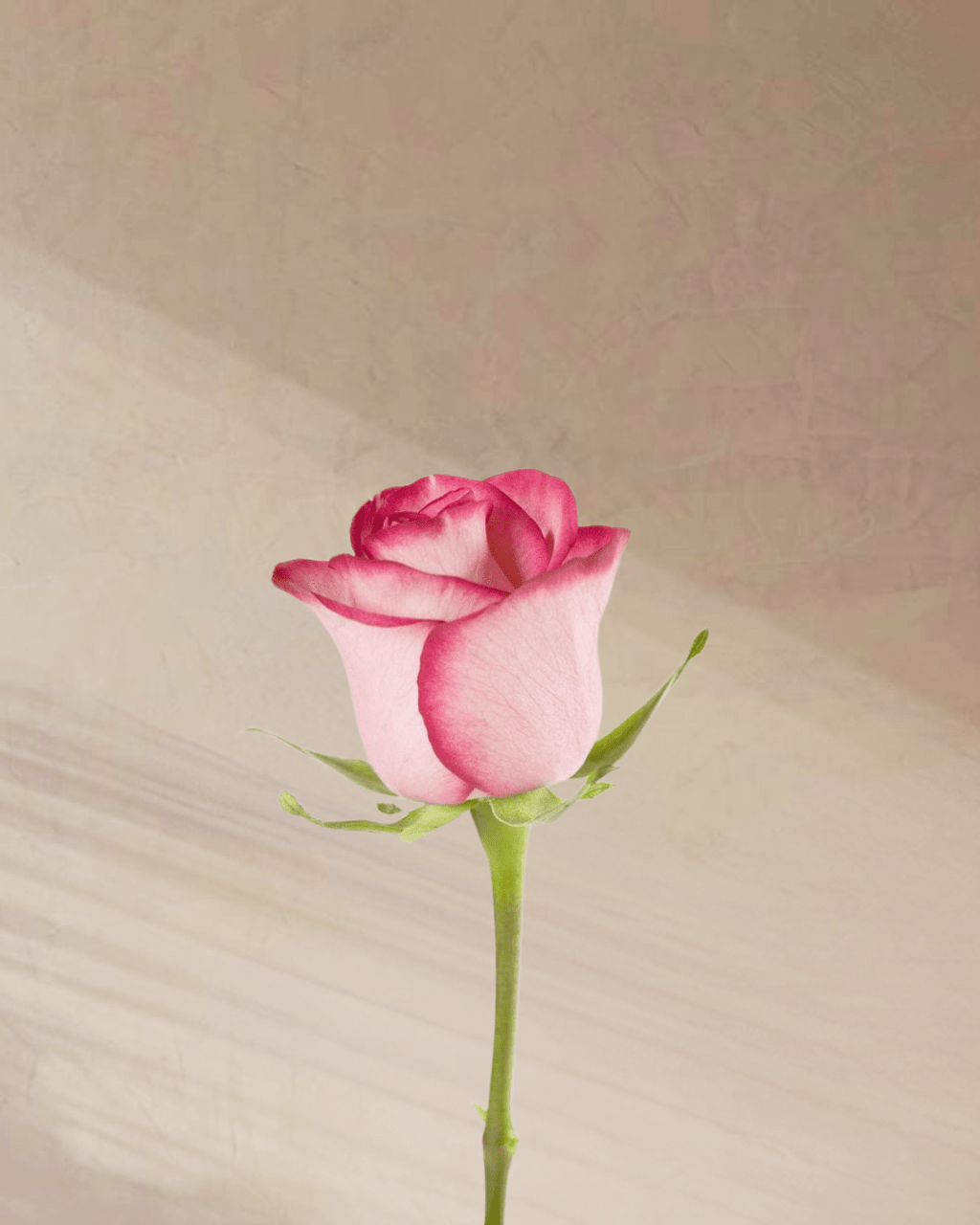 Petite Rouge - tanella flowers 