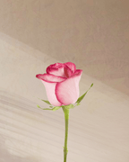 Petite Rouge - tanella flowers 