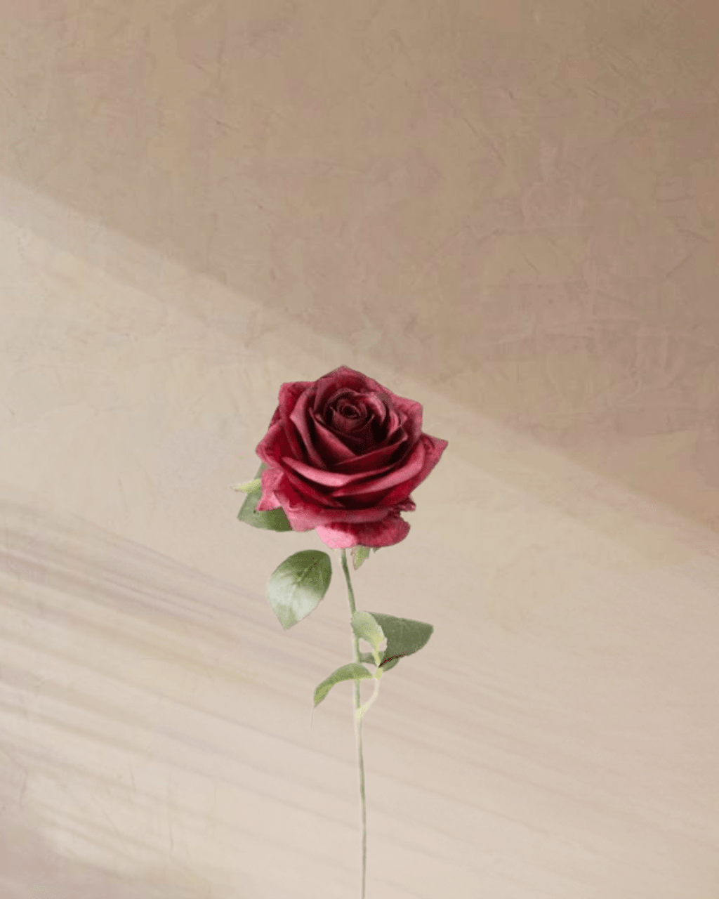 Petite Rouge - tanella flowers 