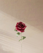 Petite Rouge - tanella flowers 