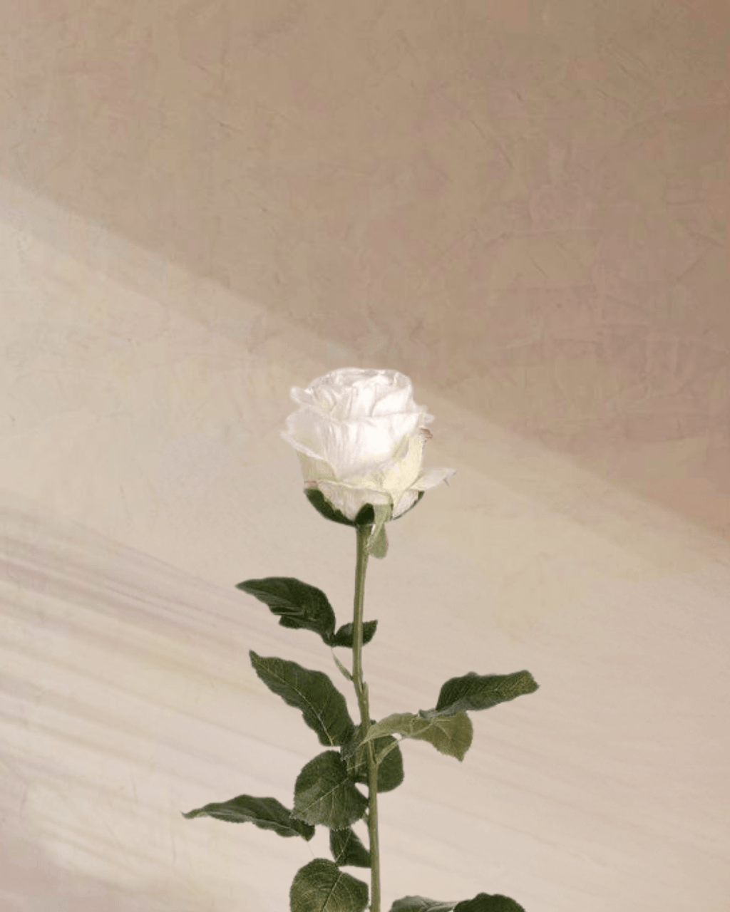 Petite Rouge - tanella flowers 