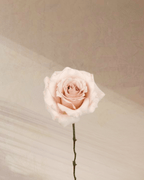 Petite Rouge - tanella flowers 