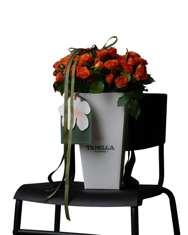 Mini Tanella